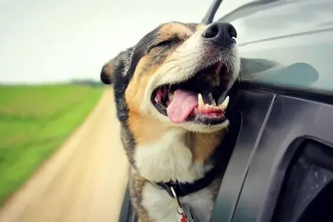 You Won’t Believe These Car Insurance Claims — But They Happened!