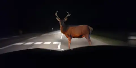 What to Do If You Hit a Deer While Driving — Safety Guide